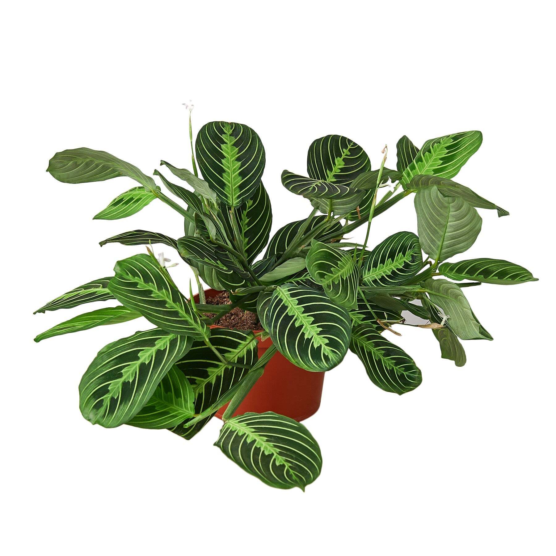 Maranta 'Lemon Lime'-6" Pot / Nursery