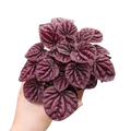 Peperomia 'Ripple Red'-4" Pot