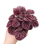 Peperomia 'Ripple Red'-4" Pot