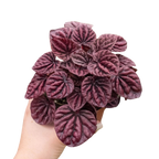 Peperomia 'Ripple Red'-4" Pot