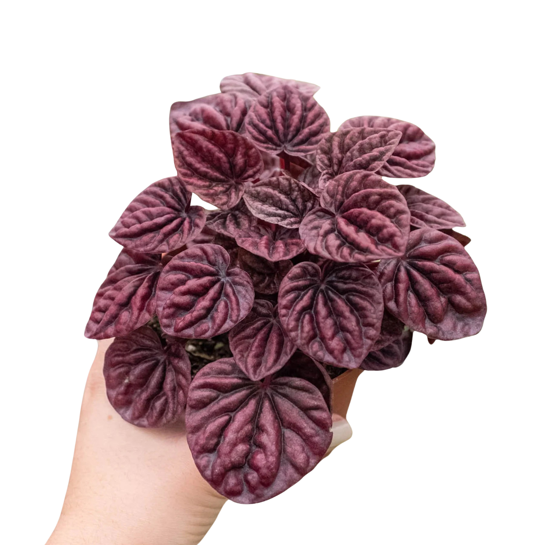 Peperomia 'Ripple Red'-4" Pot